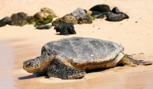 the loggerhead sea turtle caretta caretta on sal island.jpg